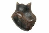 Fossil Nodosaur Tooth - Judith River Formation #260317-1